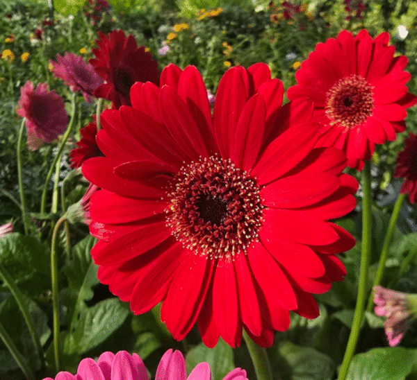 Garvinea® Gerbera Daisy Photo 1