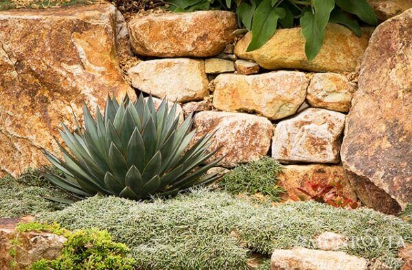 Blue Glow Agave Photo 1