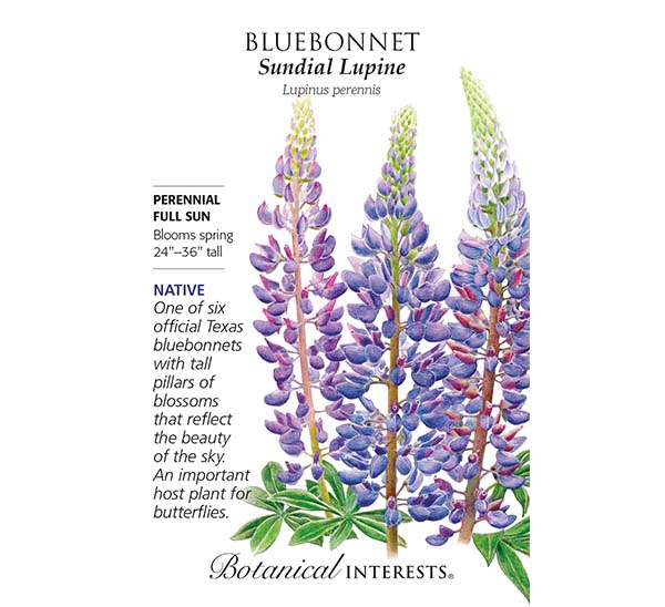 Sundial Bluebonnet Seeds Photo 1