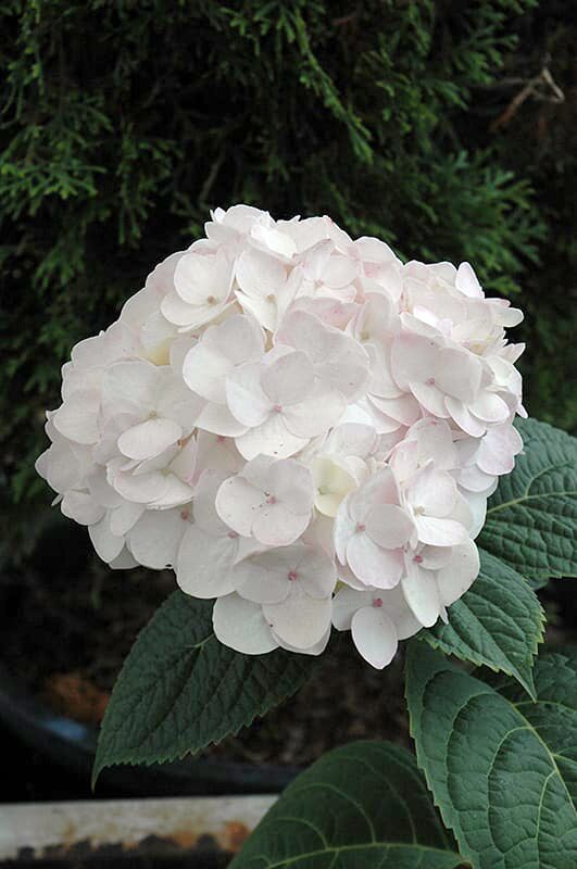 Blushing Bride Hydrangea