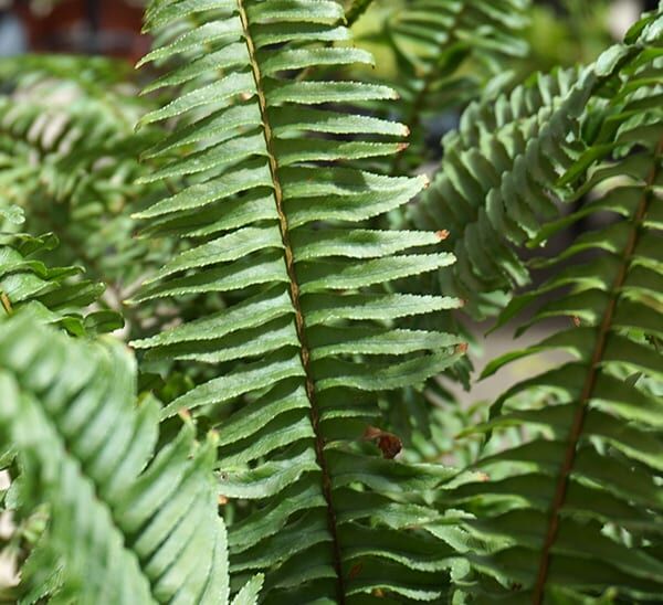 Boston Fern Photo 1