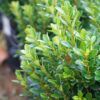 Baby Gem™ Boxwood Photo 1