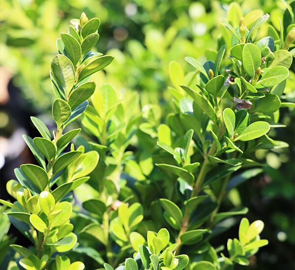 Baby Gem™ Boxwood