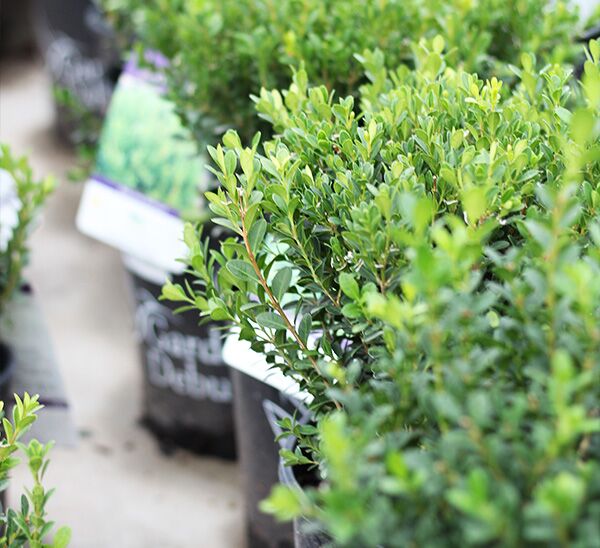 Baby Gem™ Boxwood
