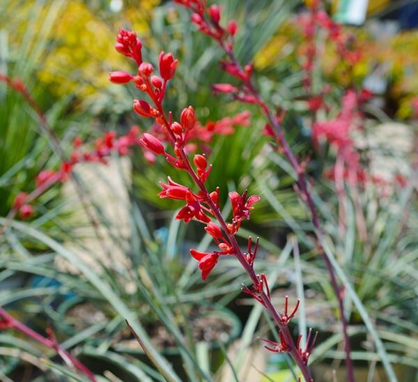 Brakelights® Red Yucca Photo 1