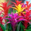 Bromeliad Guzmania Photo 1