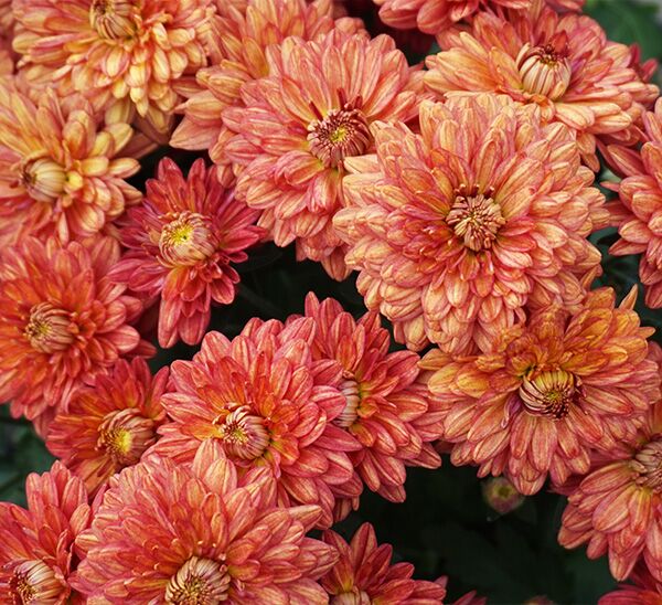 bronze mums