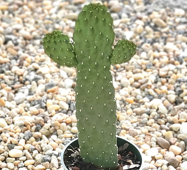 Cactus Opuntia Bullwinkle Photo 1