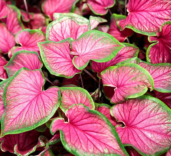 Caladiums