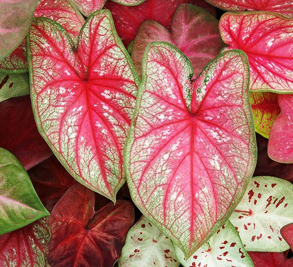 Caladiums