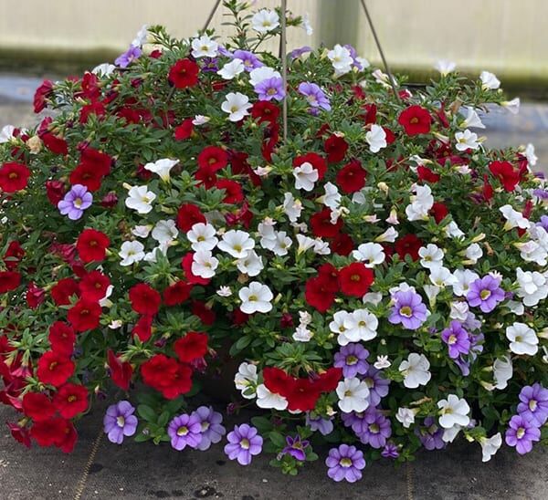 Calibrachoa Hanging Basket
