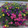 Calibrachoa Hanging Basket Photo 1