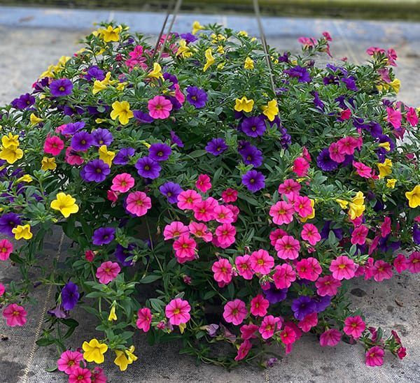 Calibrachoa Hanging Basket