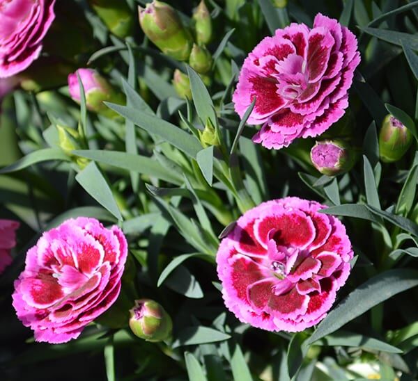 Carnation purple with multiple blooms