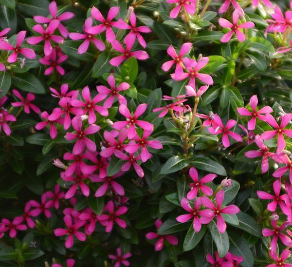 catharanthus lavender