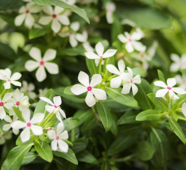 Soiree® Kawaii Catharanthus Photo 1