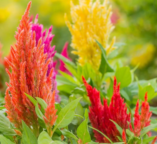 Celosia Photo 1