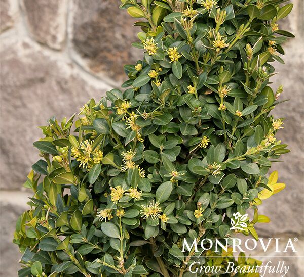Green Tower® Boxwood