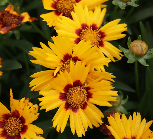 Coreopsis