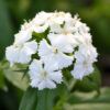 Dash™ Dianthus Photo 1
