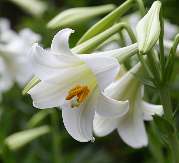 Easter Lily Photo 1