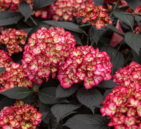 Eclipse Hydrangea