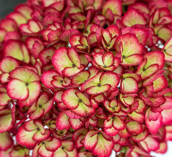 Eclipse Hydrangea