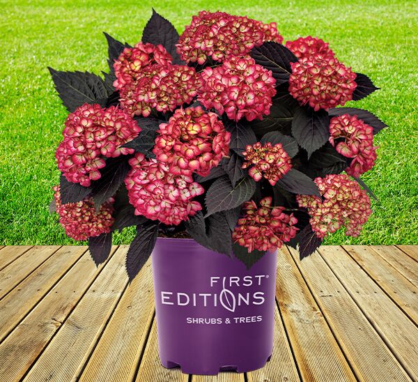 Eclipse Hydrangea