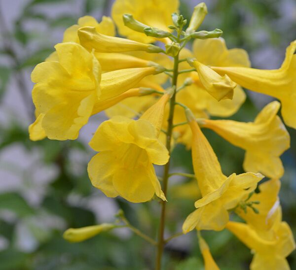 Gold Star™ Esperanza