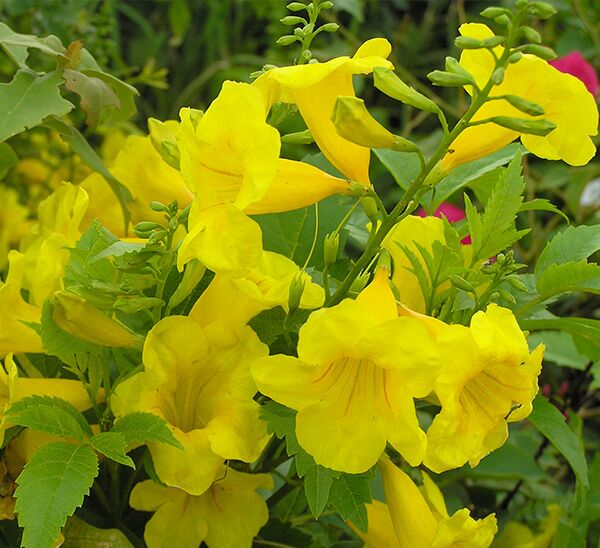 Gold Star™ Esperanza