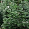 Fresh Cut Fraser Fir Christmas Tree Photo 1