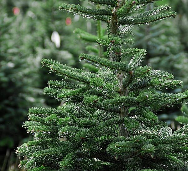 Fresh Cut Fraser Fir Christmas Tree Photo 1