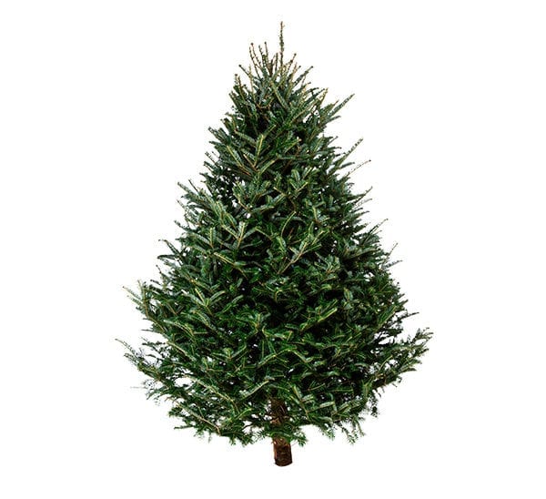 Fresh Cut Fraser Fir Christmas Tree