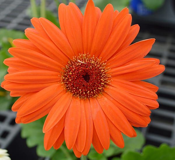 gerbera daisy orange