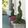 Green Tower® Boxwood Photo 1