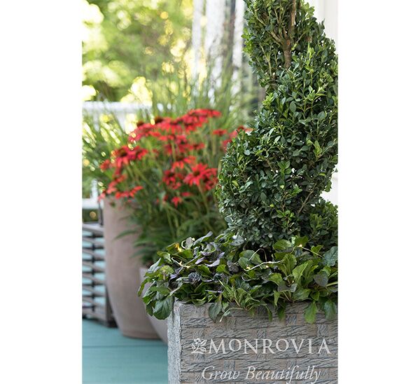 Green Tower® Boxwood