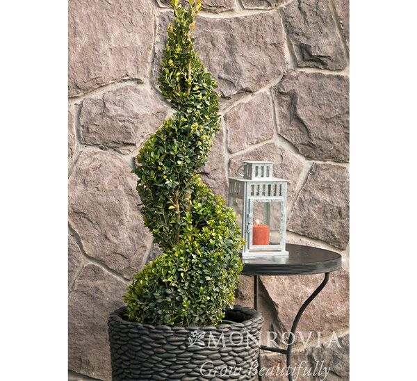 Green Tower® Boxwood