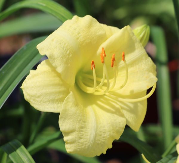 Daylily