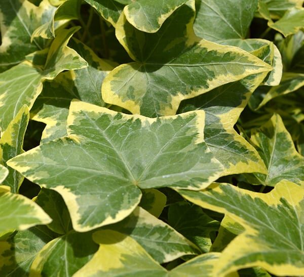 hedera ivy variegated