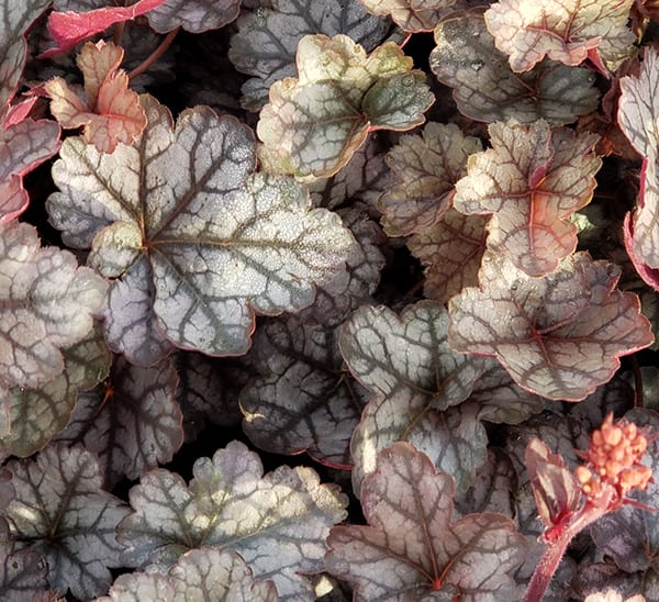 Heuchera Photo 1
