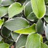 Hosta Photo 1