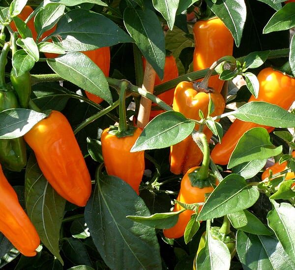 Basic Pepper Trio