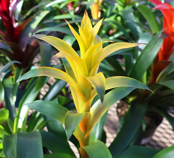 yellow bromeliad