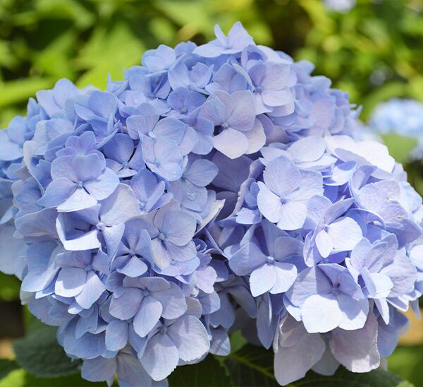 Nantucket Blue™ Hydrangea