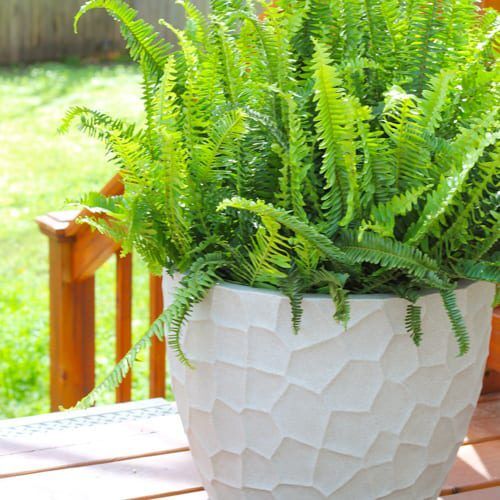 Kimberly Queen Fern in Japi Pottery