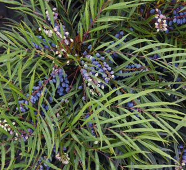 Indigo Flair™ Mahonia Photo 1