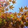 Japanese Maple Pick & Plant Package Photo 1