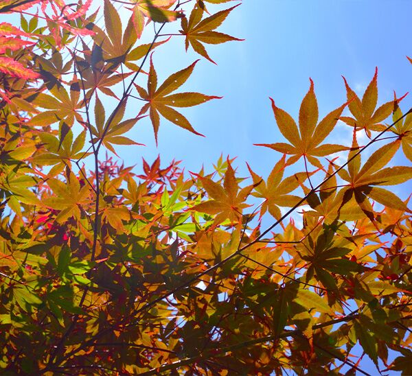 Japanese Maple Pick & Plant Package Photo 1