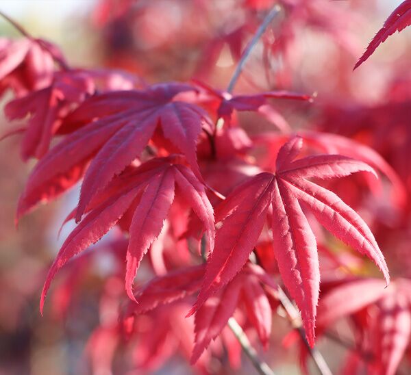 Japanese Maple Pick & Plant Package