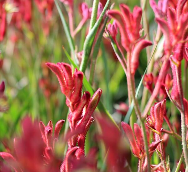 kangaroo paw red